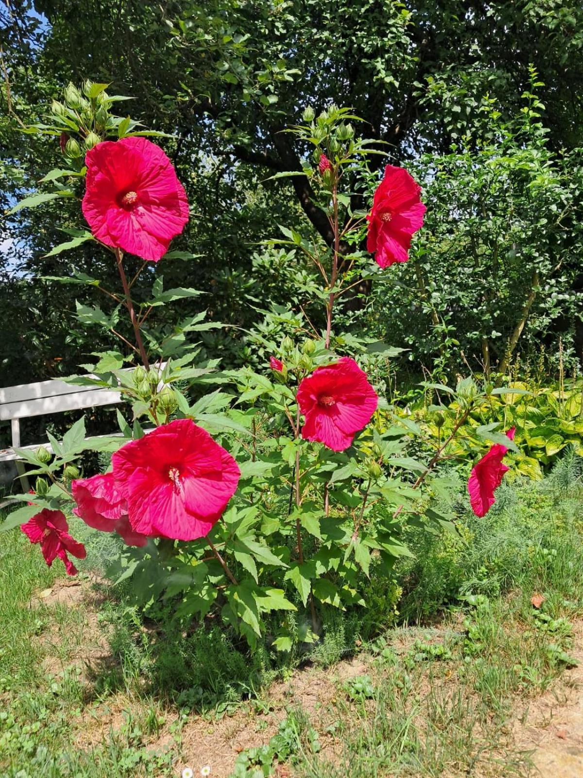 Pilchowice Agroturystyka Nad Bobrem מראה חיצוני תמונה