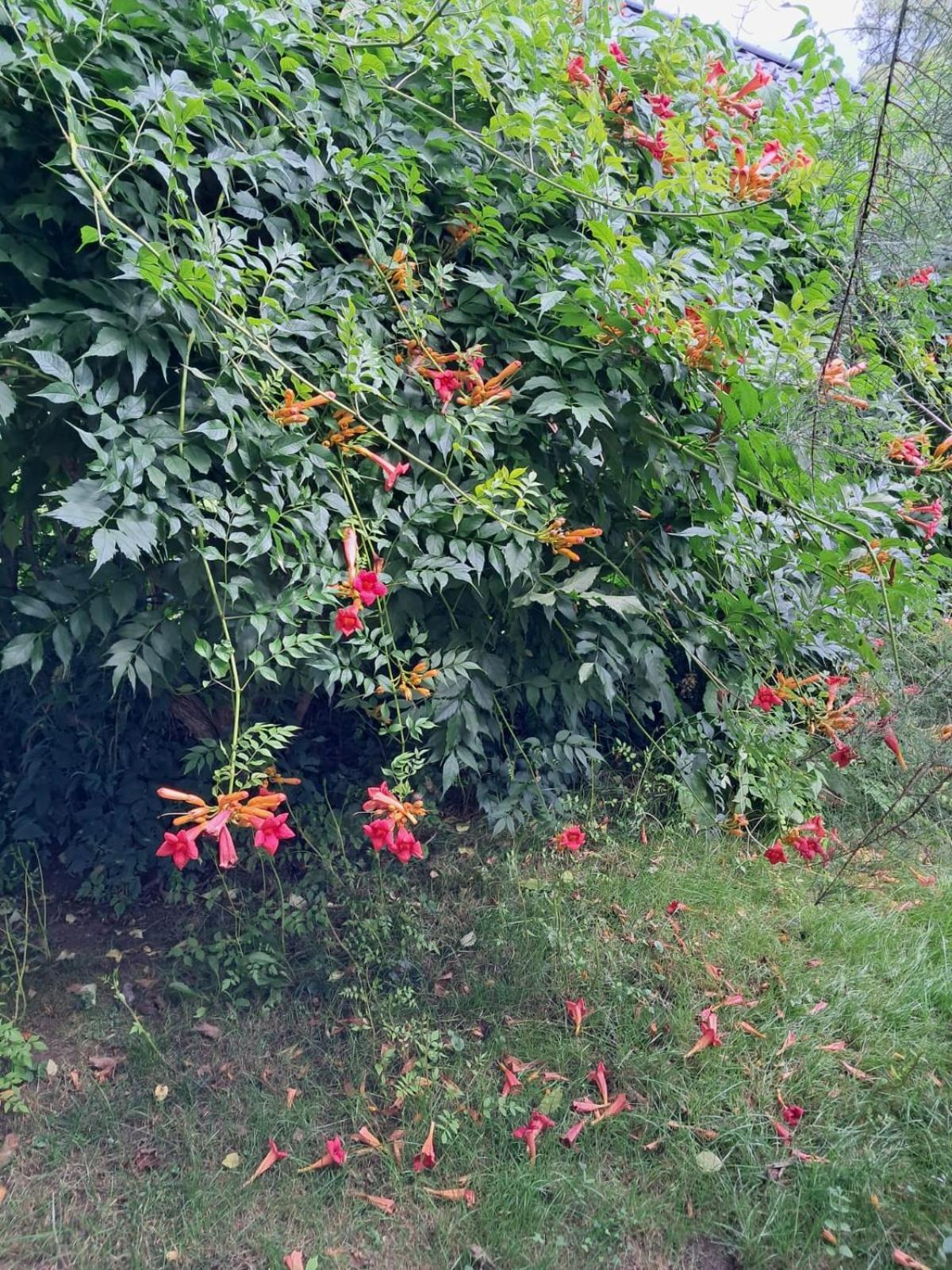 Pilchowice Agroturystyka Nad Bobrem מראה חיצוני תמונה